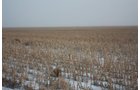 Property photo 46 - Kansas Land Auction - 960 Acres - 7 Farms in 3 Counties